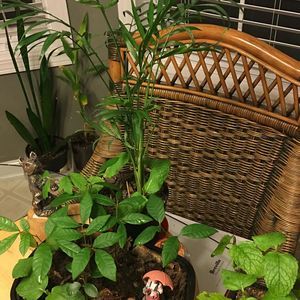 Meet your Posher, Xin